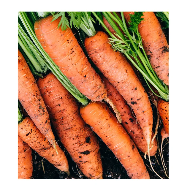 
Fresh Organic Best Quality Carrots In Wholesale Price 