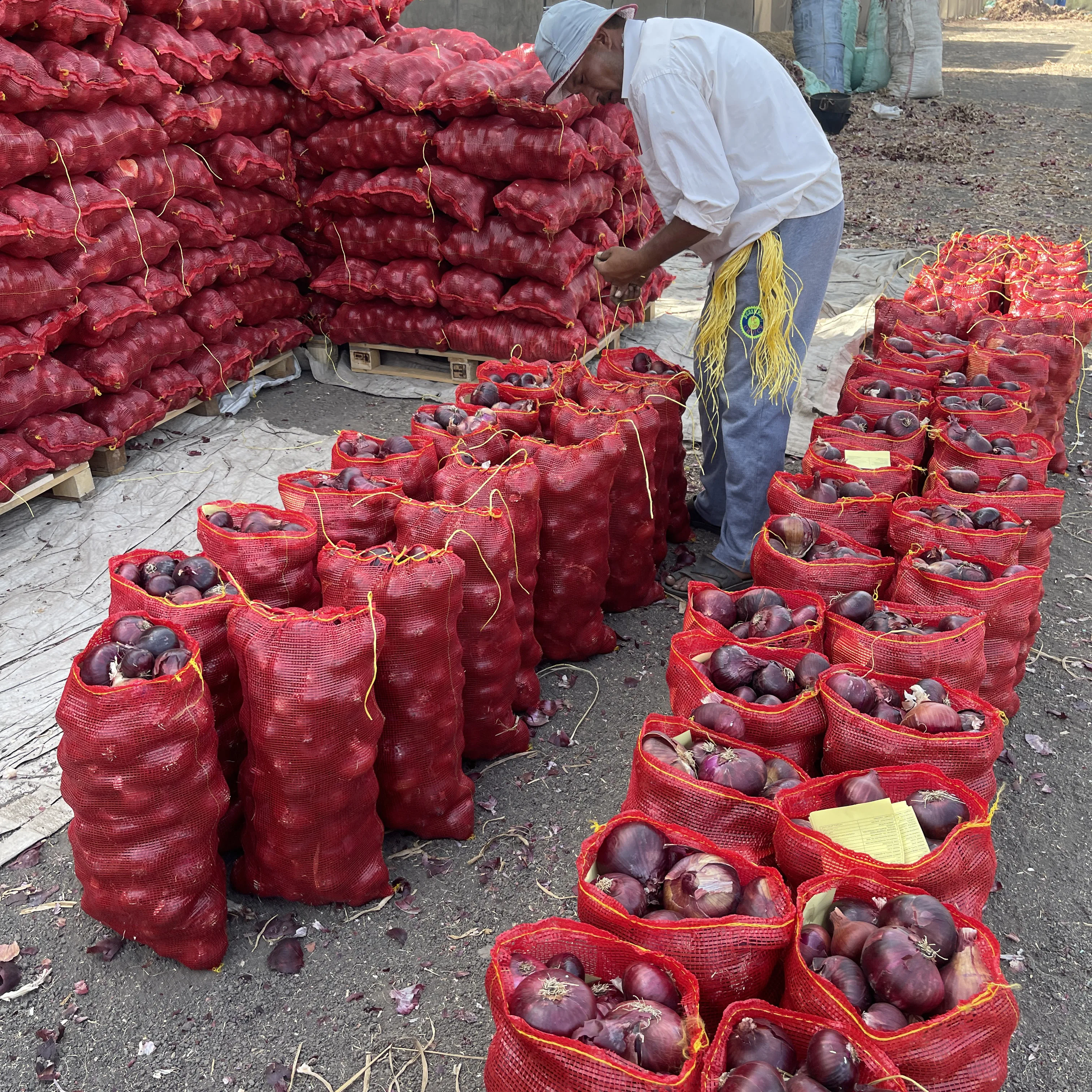 Different sizes of fresh yellow onion