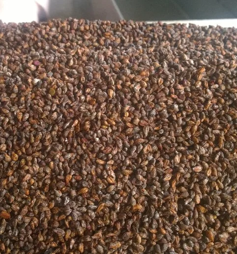 Organic Grape Seeds from fresh marc 8% moist