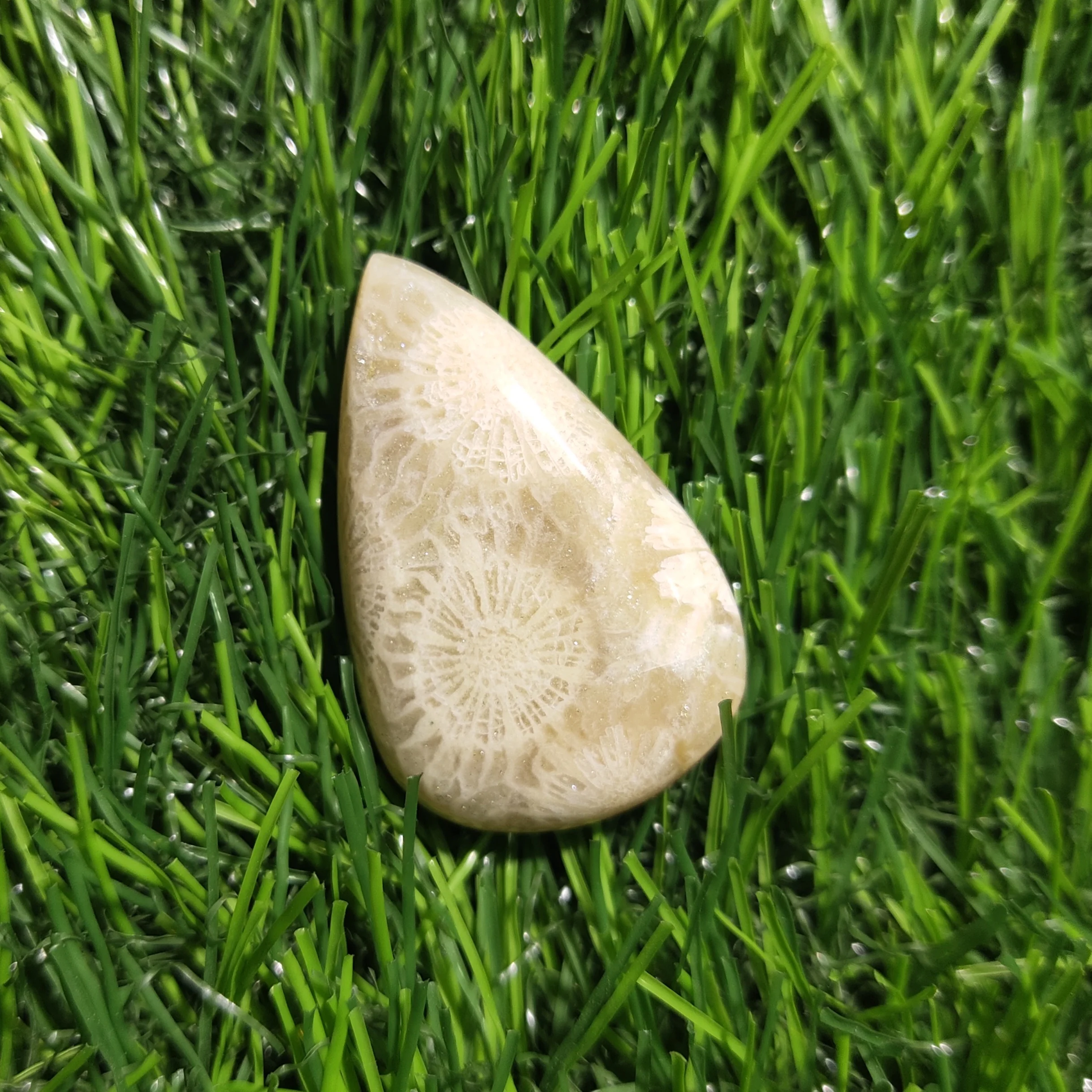 Top! Natural Fossil Coral Cabochon Amazing Quality Fossil Coral Loose Gemstone For Jewelry Making Semi Precious Stone