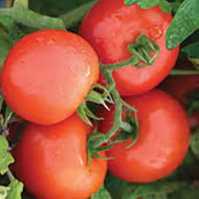 Высокопроизводительный экспорт томатов для посева в упаковке HDPP