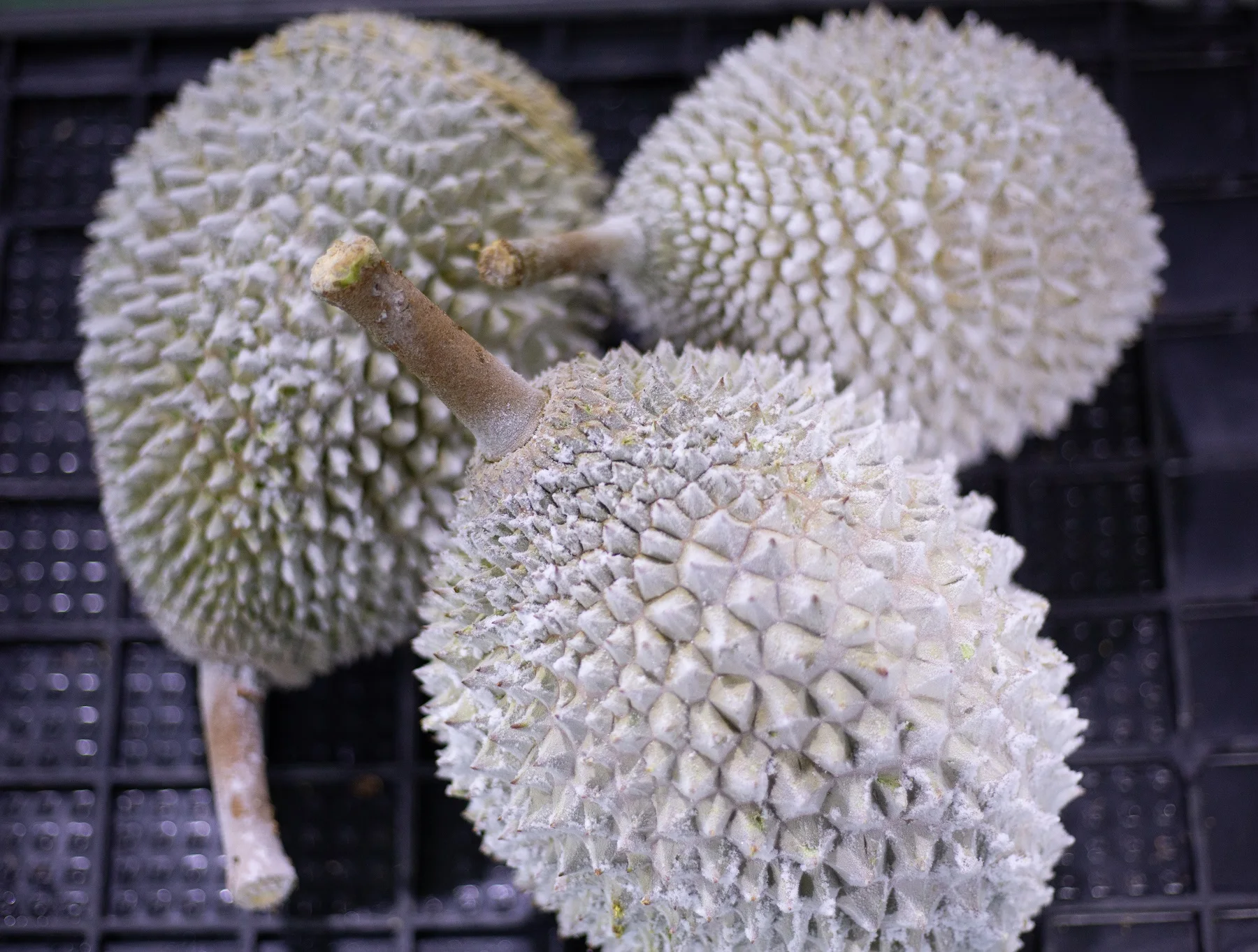 Supplier Premium Quality Frozen Durian Fruit D24 XO A with Shell from Malaysia HALAL Certified