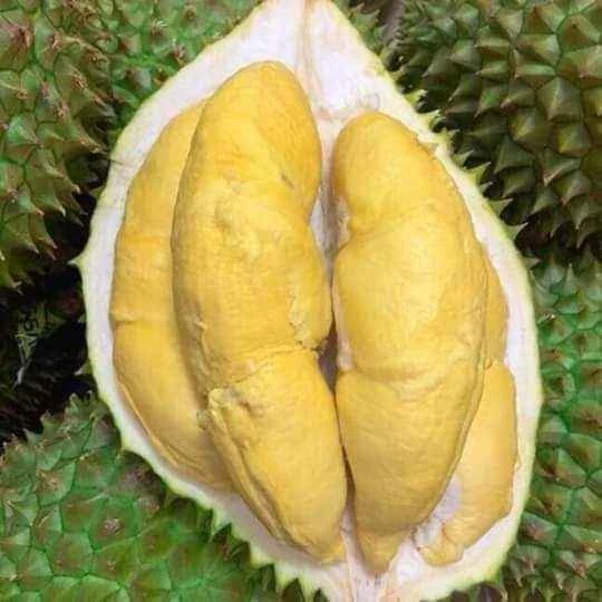 Fresh Durian fruit vietnam with high quality best price and VIETGAP certification for export monthong durian