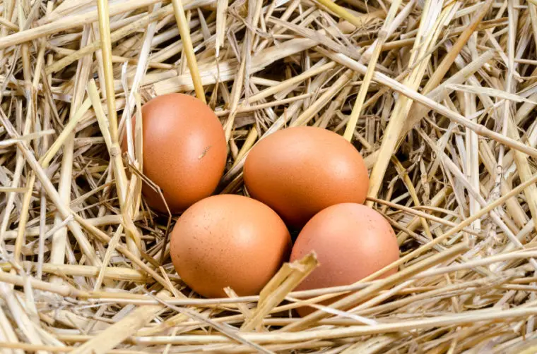 High Quality Farm Fresh Eggs Available For Sale