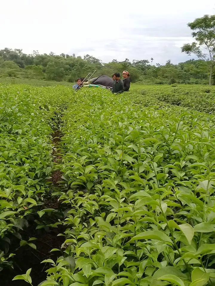 Vietnam OP green tea good price for sale  green tea new crop 2022