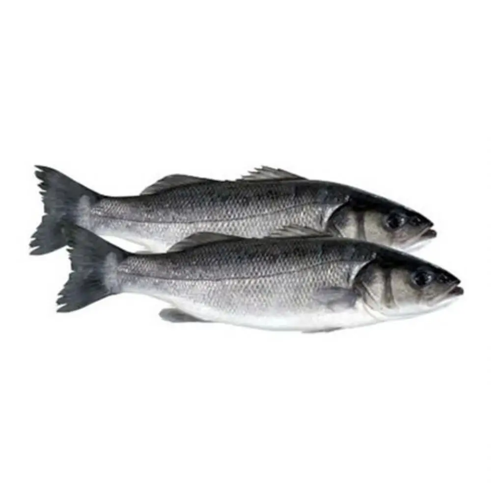 Best Price sea bass fillet from turkey