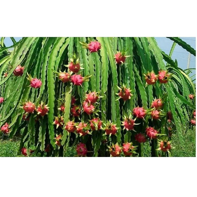 
Rich In Carbohydrates Protein Organic VIETGAP Certification 0,3kg - 0,6kg Per Piece Sweet Fresh Dragon Fruit 