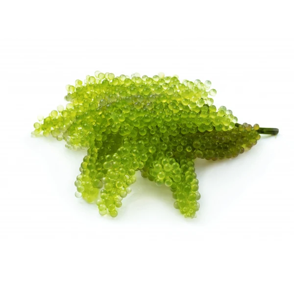 
Fresh seagrapes best selling in Korea, Japan, China 
