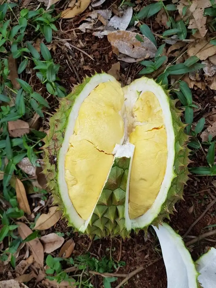 Best Price Sweet and Rich Fatty Organic VIETGAP Certification 1.8kg - 4kg Per Piece Fresh Durian Fruit