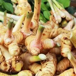 Высококачественный свежий корень галангела из Вьетнама по лучшей цене _ vikafoods (+ 84983028718)