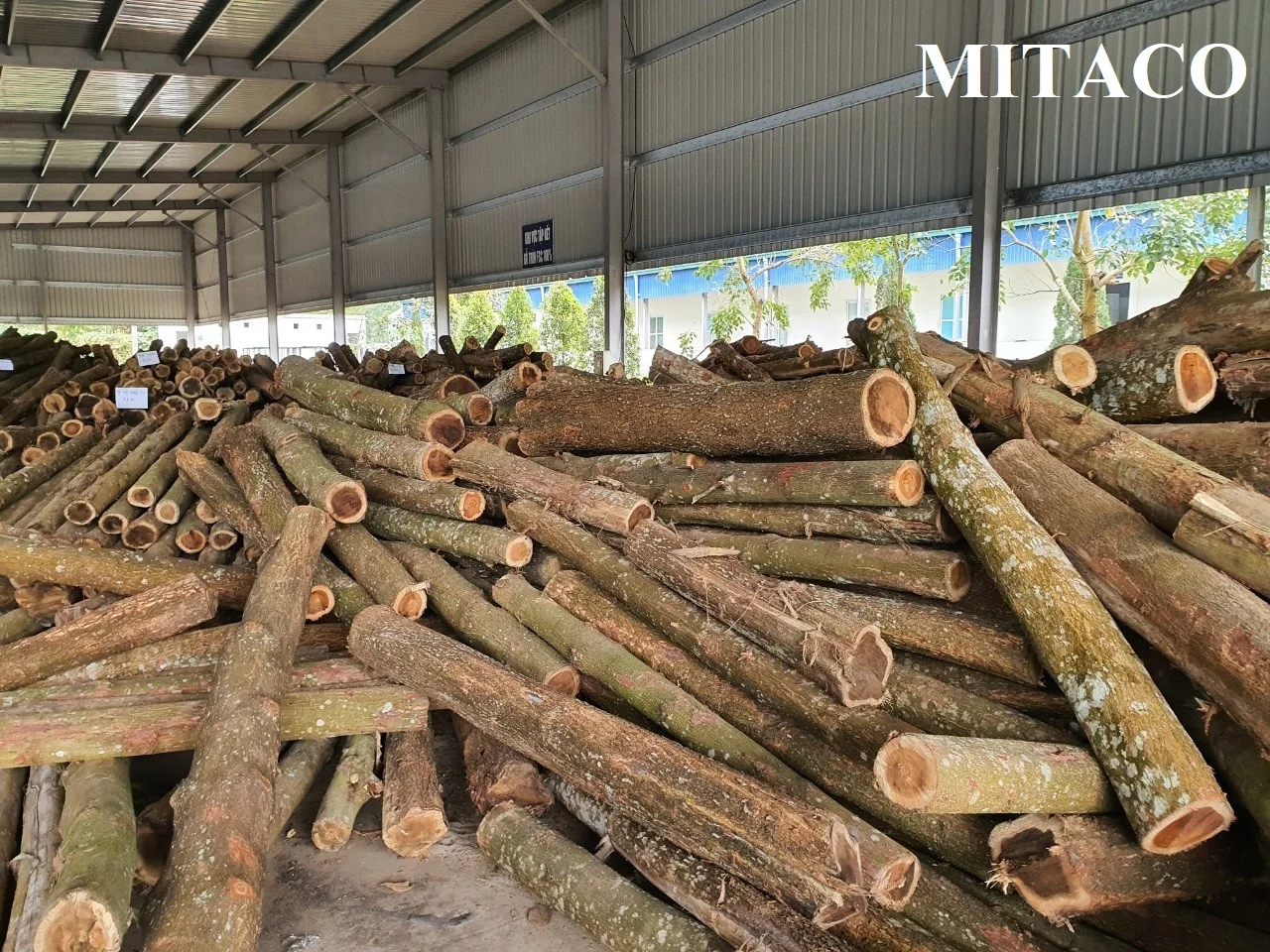 Хорошая древесина деревянные бревна акации от MITACO во