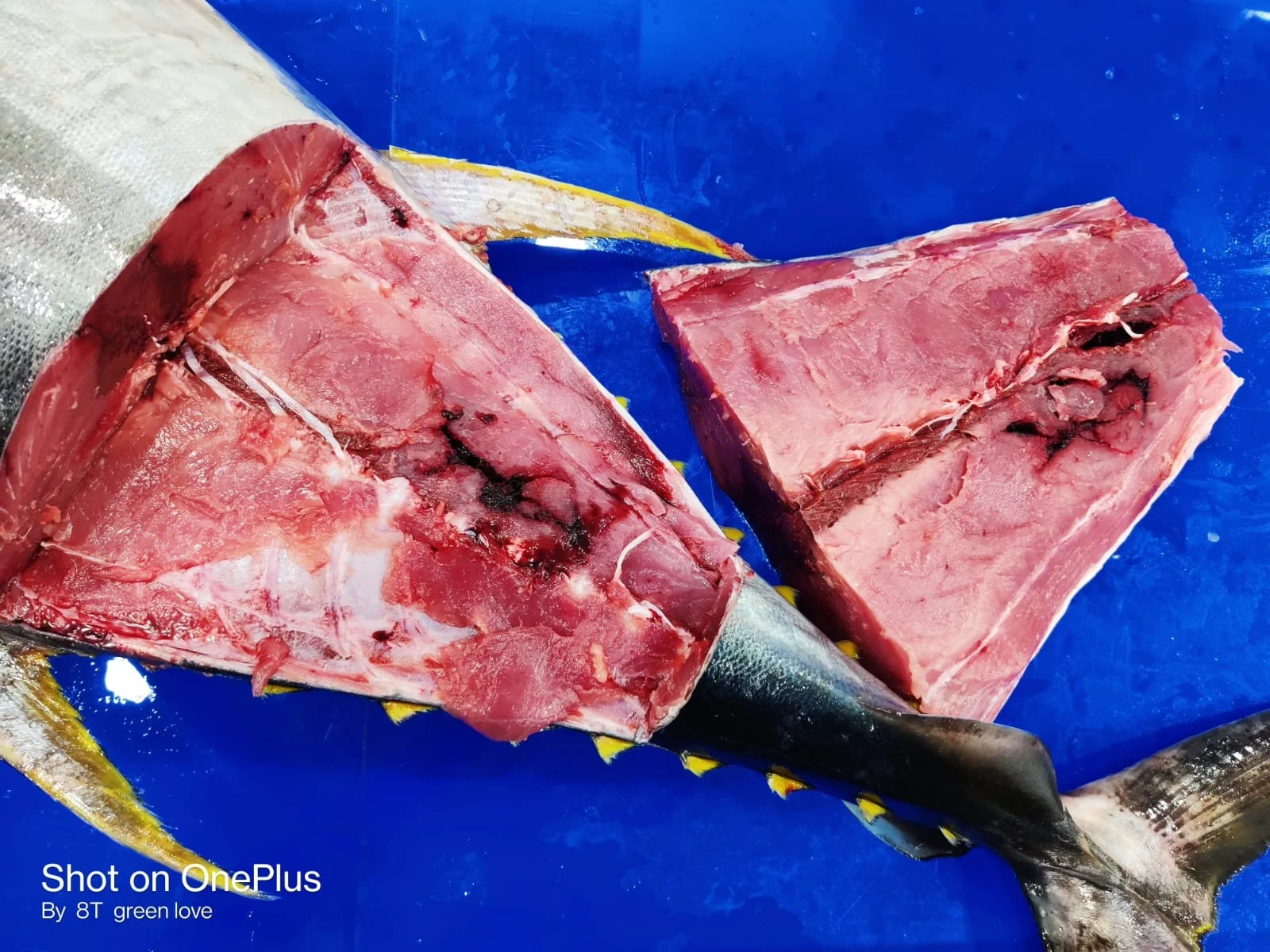 Высшее качество замороженный желтый тунец высшего качества с стандартной упаковкой