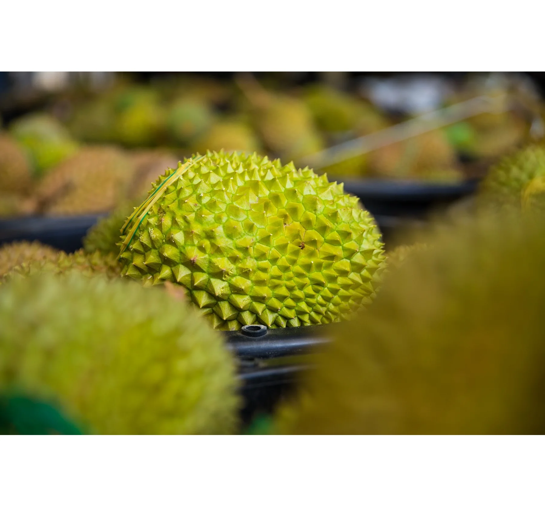 Премиум стандарт свежий Durians IOI AA D168 из Малайзии лучший поставщик дуриан