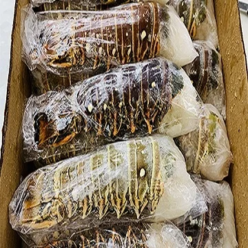 Live Brazilian Lobsters / Frozen Lobster Tails