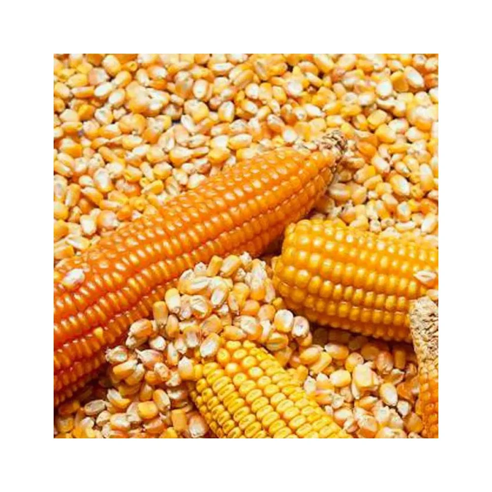 Dried Grade 2 Yellow Maize/Corn, Non-GMO, Fit for Human Consumption and Animal Feed, Origin