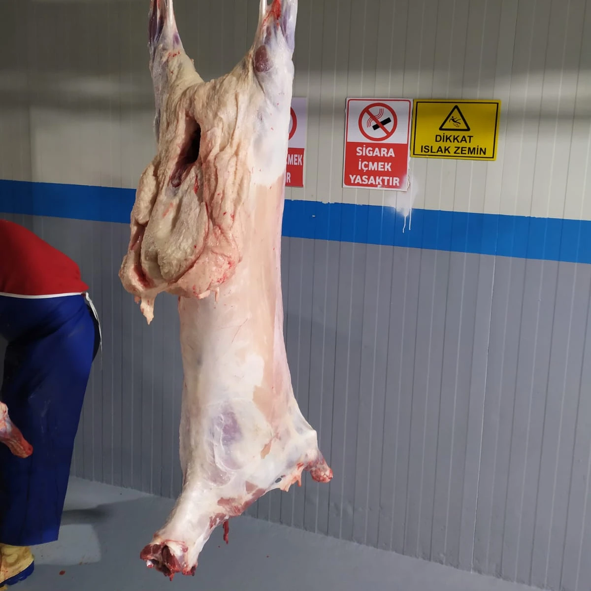 Premium quality 10 month old lamb carcass Turkish karaman sheep with halal slaughter export quality