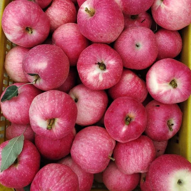 Fresh Royal Gala Red sweet apple ther fresh fruits at wholesale price in bulk for export