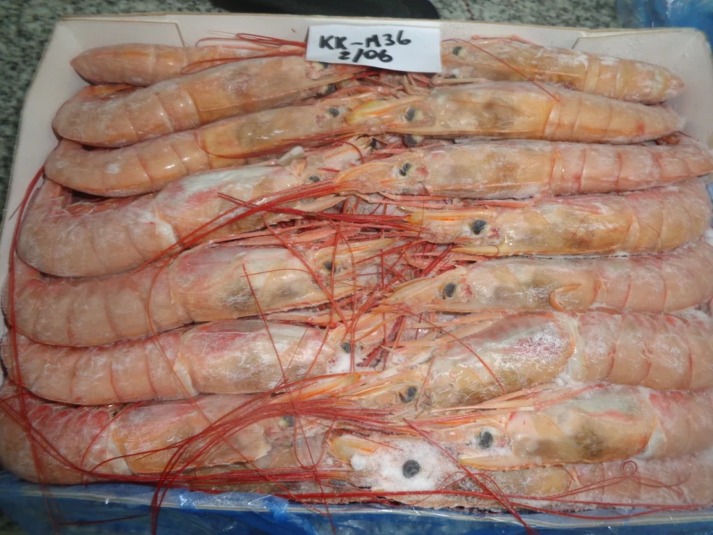 FROZEN RED SHRIMP -HEAD ON SHELL ON AND HEADLESS SHELL ON MOST POPULAR STANDARD QUALITY
