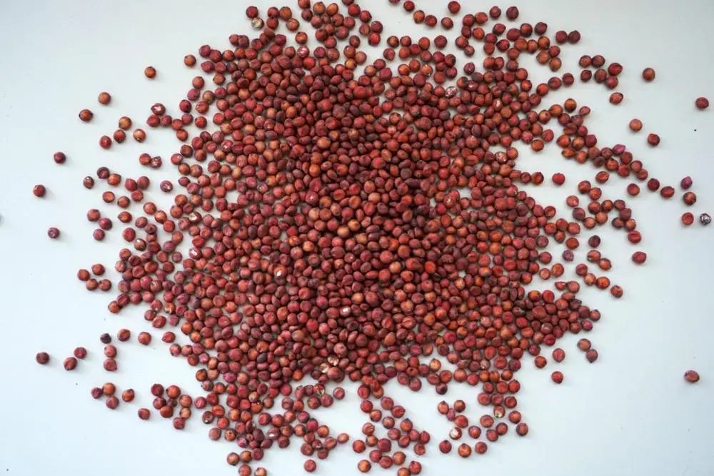 
Hot sell Red Sorghum for Human and Animal Feed 