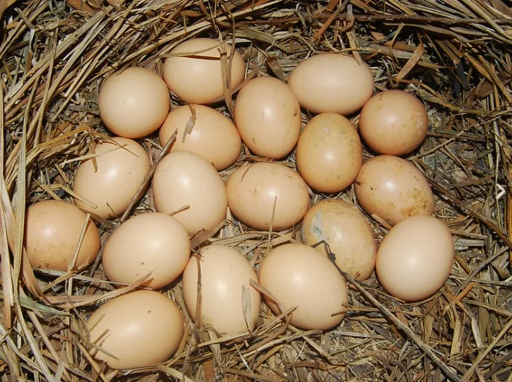 Fertilized egg of special chicken breed Brown Legron from Turkey best price High Quality