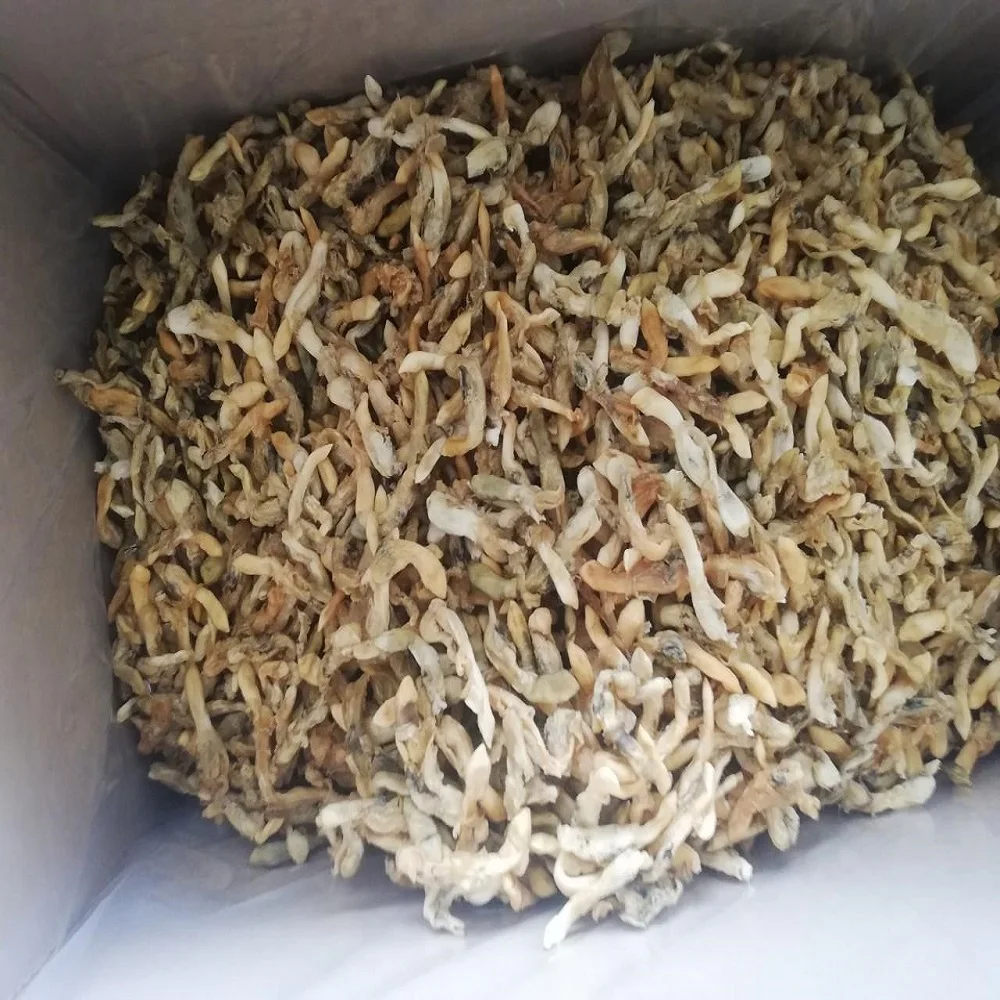 
DRIED RAZOR CLAM EXPORTS (Ensis Siliqua) - BIG QUANTITY 