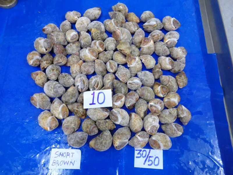 
LIVE FROZEN BAIGAI WHOLE 