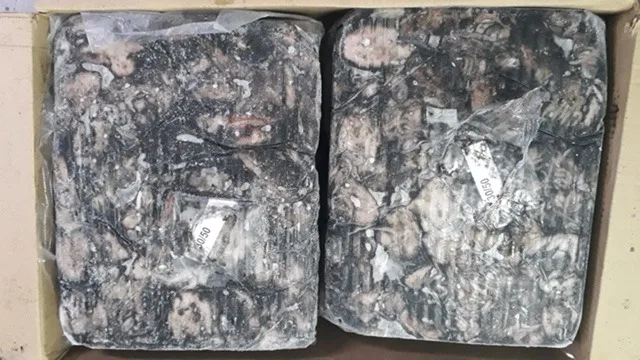 FROZEN BABY CUTTLEFISH WHOLE