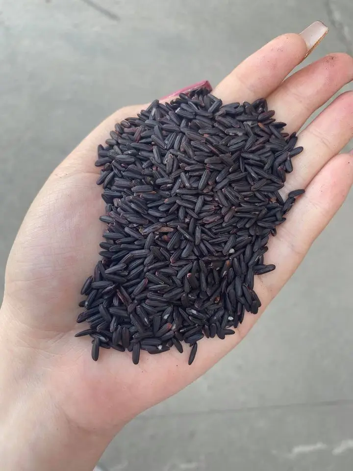 High quality new crop vietnam long grain purple rice organic