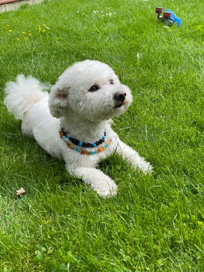 Raw Baltic Amber pet collar, Amber and gemstone Turquoise dog Collar, Various sizes
