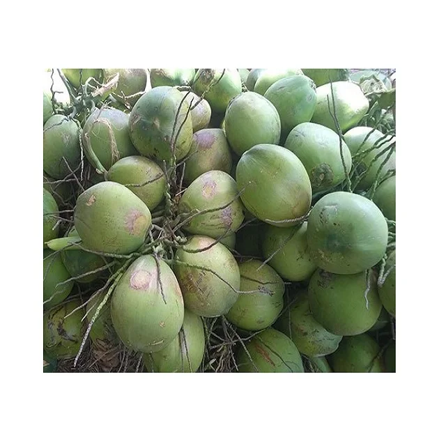 
Wholesale for Vietnamese Sweet Fresh Young Coconut - High Quality Coconut Oil from Vietnam - Coconut Water Export to EU, USA 