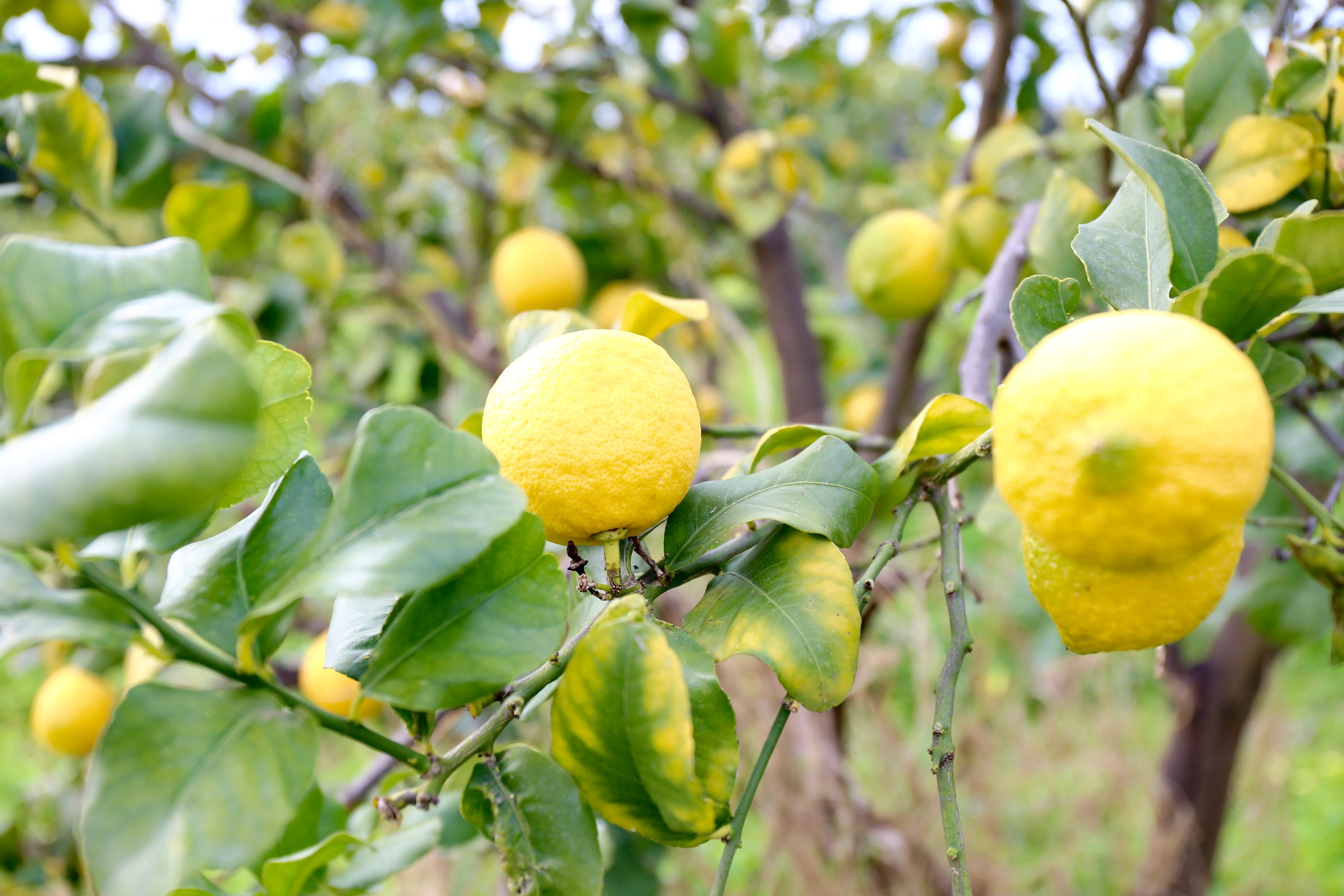 Italian Quality Fresh Yellow Organic Lemons Hand Picked in Sicily available in more Packing Made in Italy