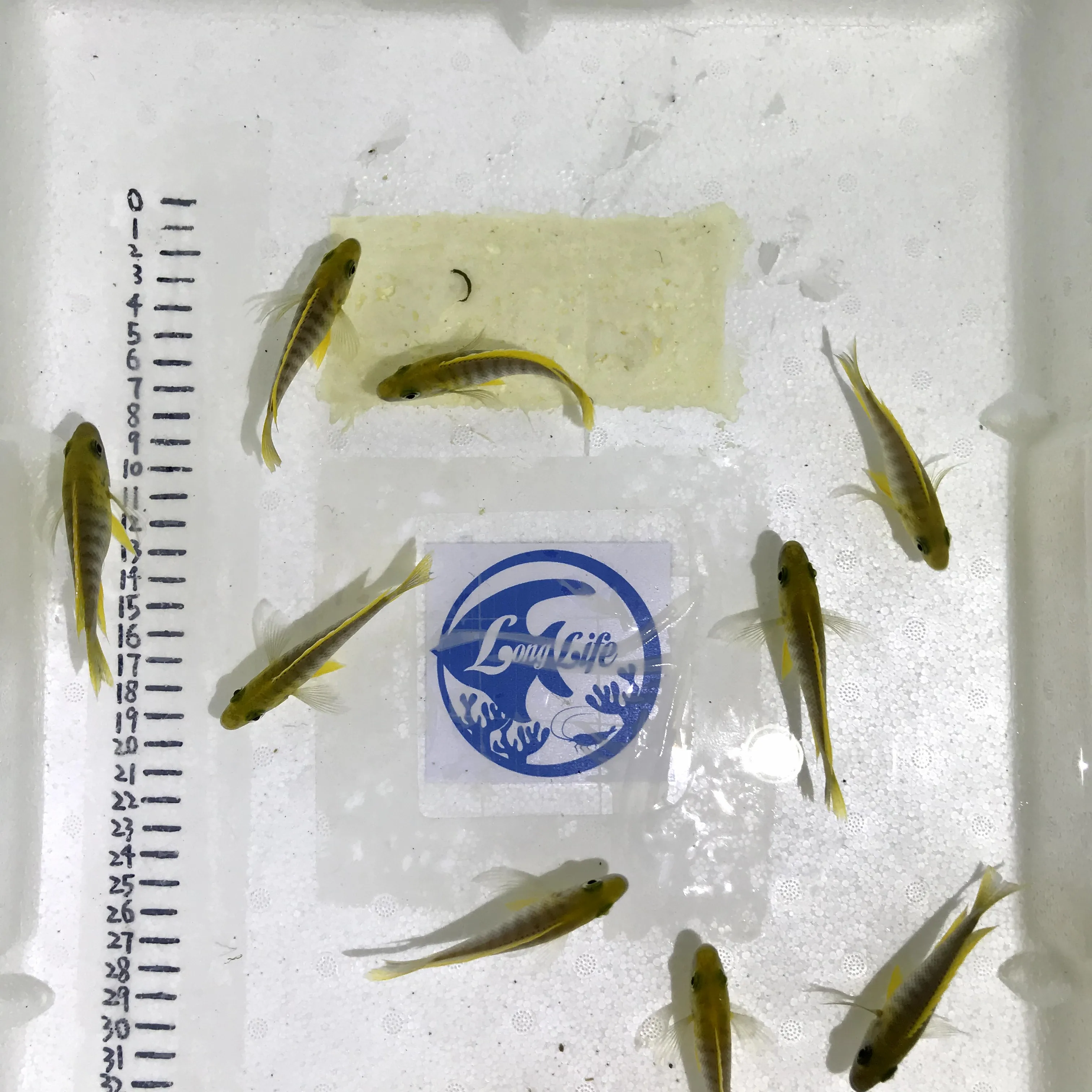 
Farm bred Aulonocara sp. Mamelela African Malawi Cichlids For sale 