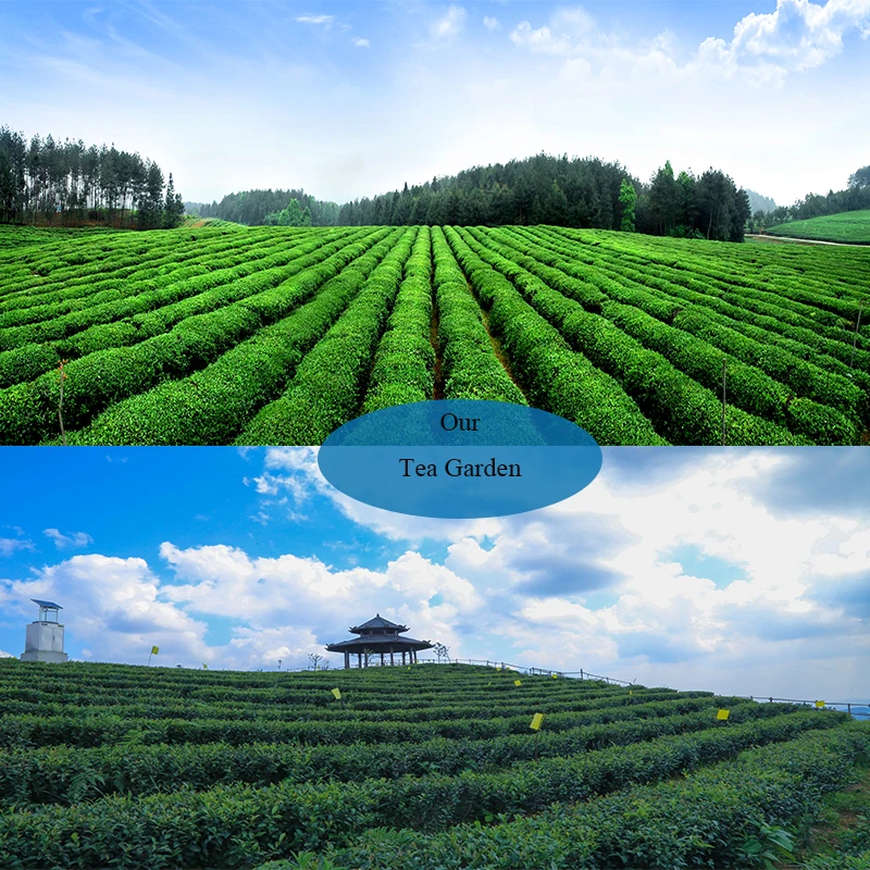 Smoky Taste Chunmee China Green Tea  Free Sample Chunmee Green Tea 41022AAAAA