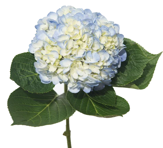 Real fresh cut Hydrangea premium quality JUMBO size (23/24) cm Blu colour fresh flowers decorative flowers
