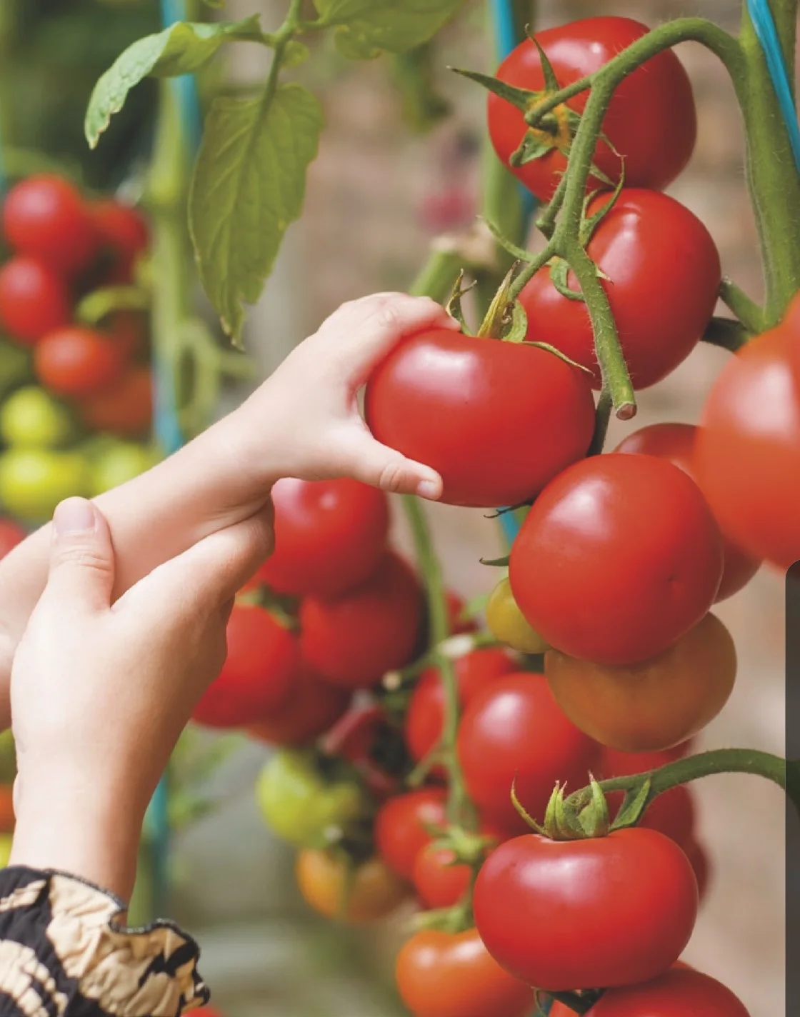 Organic Powder Fertilizers 1Kg 5Kg 10Kg 50Kg Bor Nitrogen Potassium Carbon Fertilizers