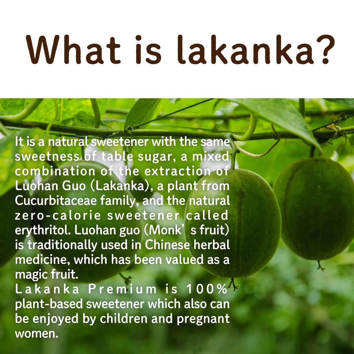 Zero-calorie Natural sweetener powder Lakanka extract Erythritol blend made in Japan