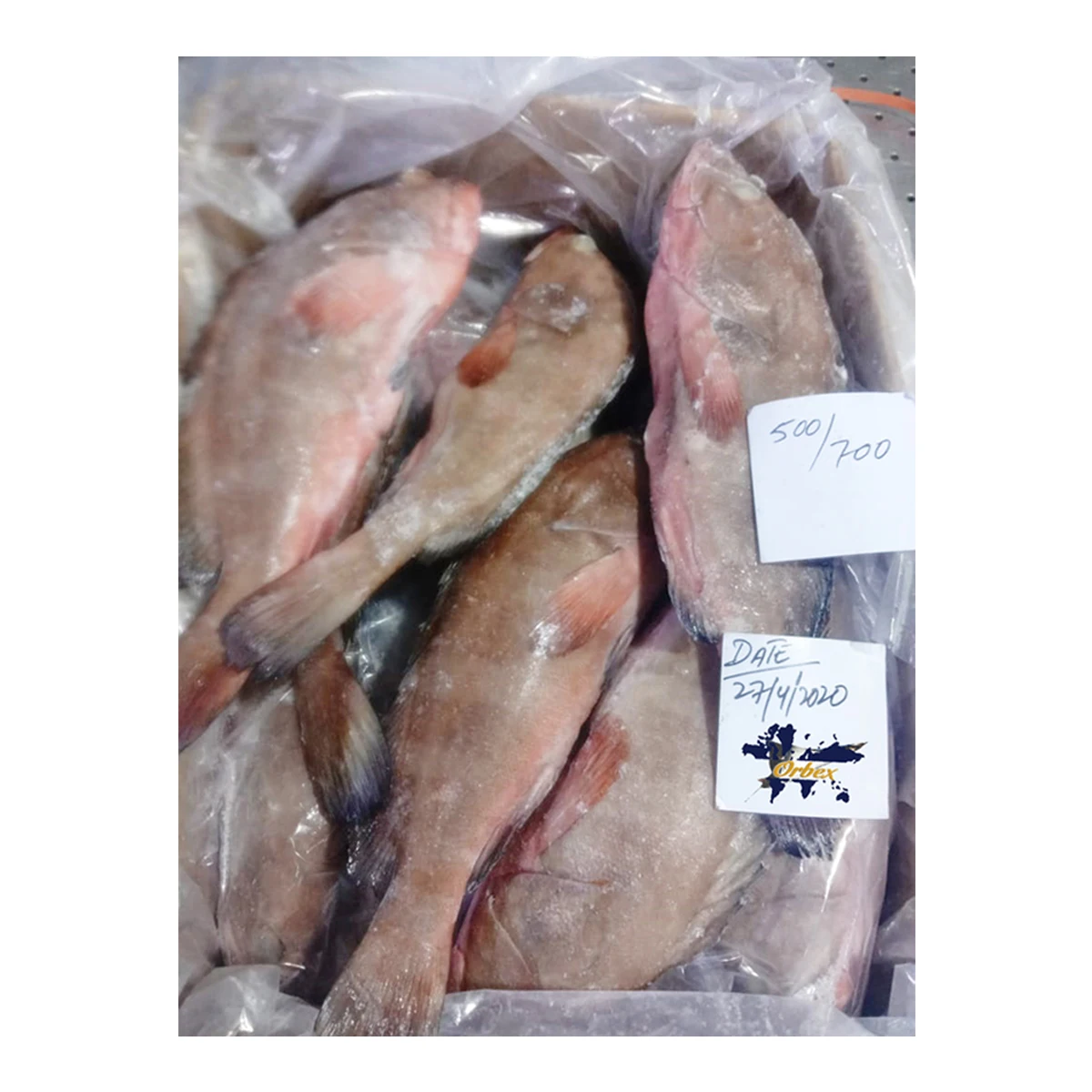 Замороженная рифовая треска/красная куропатка