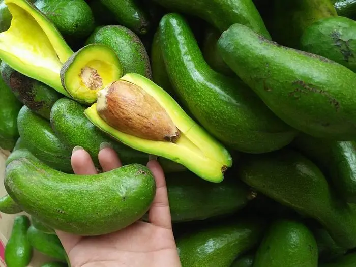Long neck Avocado from Vietnam - Ms.KIO HUYNH +84 34 375 8904