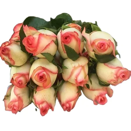 
Revival Roses For Bridal And Boquet Decoration 