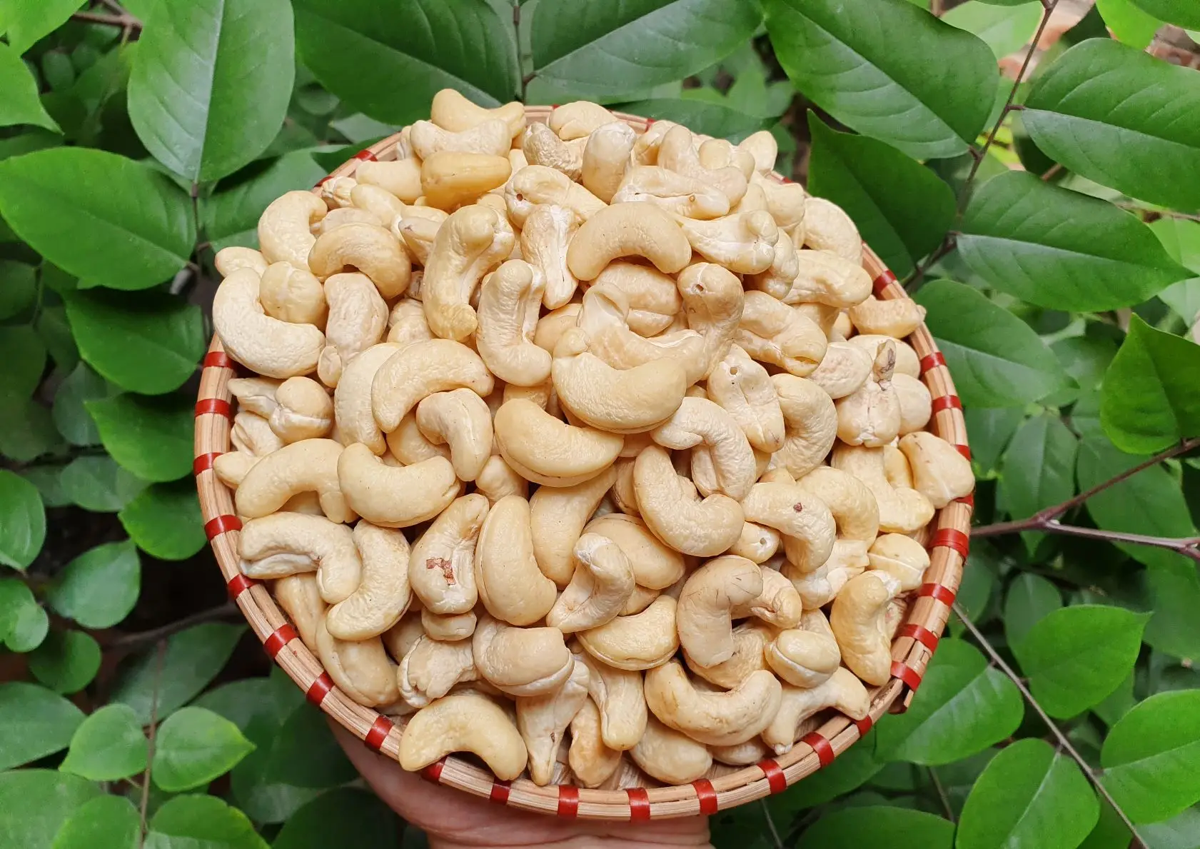 Dried Style and Raw Processing VIETNAM CASHEW NUTS IMPORT