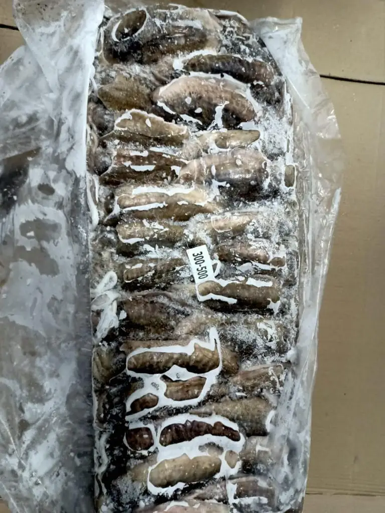 Frozen Cuttlefish whole from india, block frozen ,land frozen cuttlefish