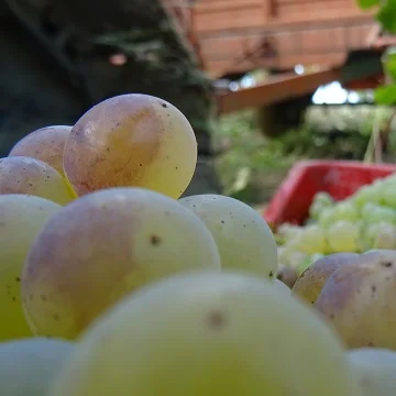 Итальянская Подарочная коробка Торре дель парк вердицикло ди мателикса доктора Магнум до сих пор сухое белое вино 13% Alc. Объём. 1500 мл стеклянная