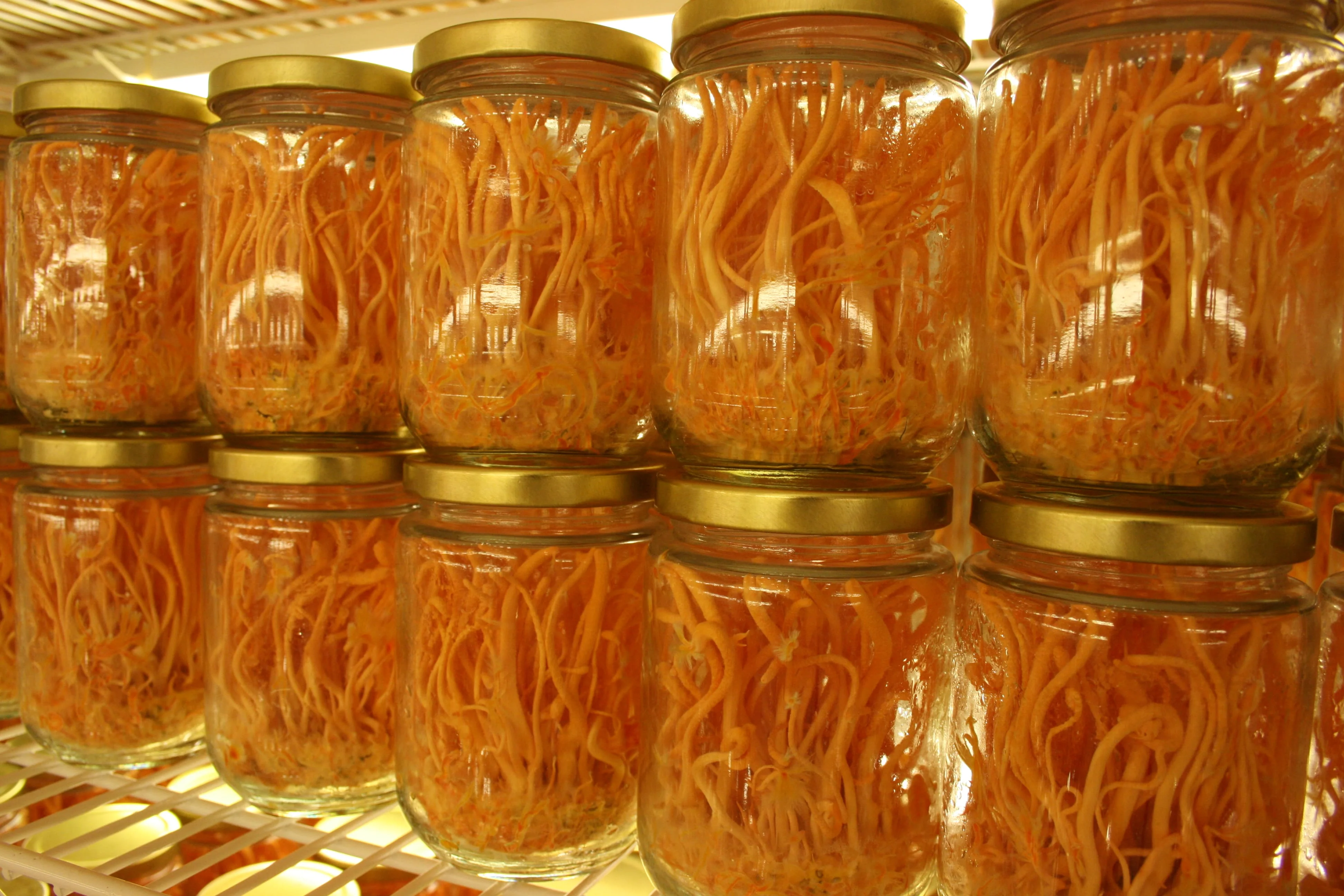 Organic Dried Cordyceps Militaris Mushroom Flower