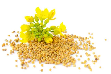 
Yellow Mustards seed 