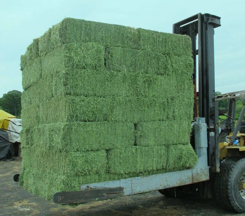 Гранулы/кубики Alfalfa для кормления животных свежий