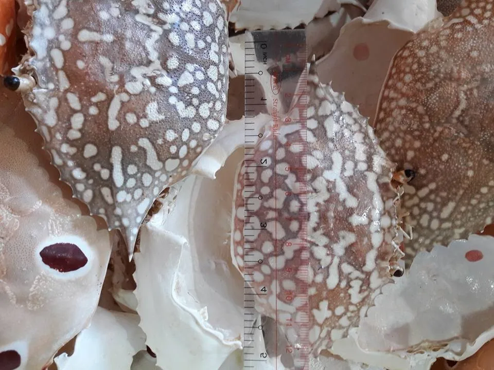 Наша компания обеспечивает высококачественный порошок раковины краба от вьетнамского моря