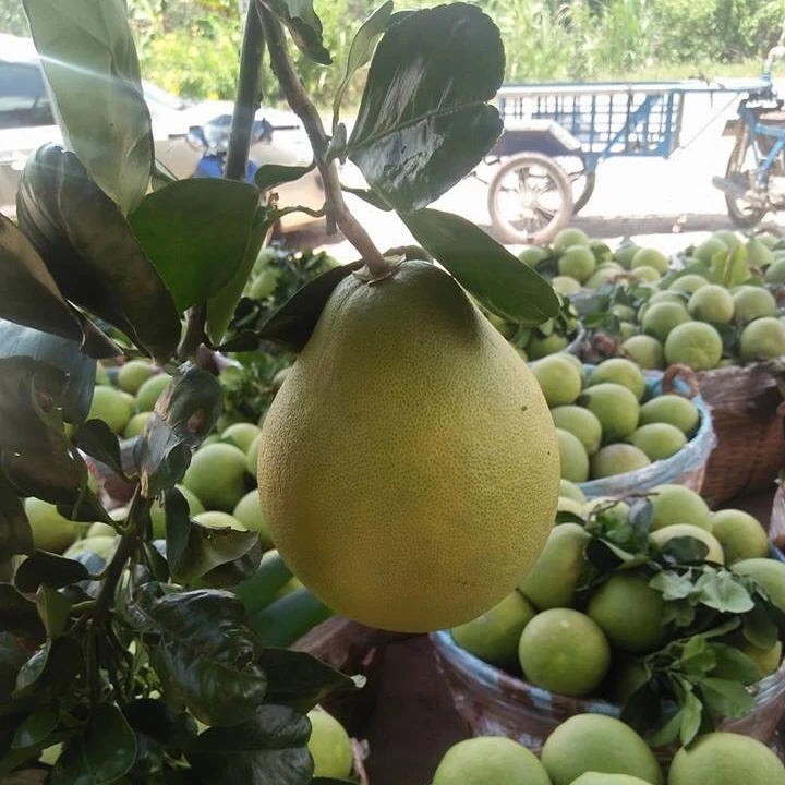 Pomelo Grapefruit Best Quality Fresh Fruit Pomelo Fresh Fruit Grapefruit Contact Vietnam Healthy Nutritious Fresh Sweet Seasonal