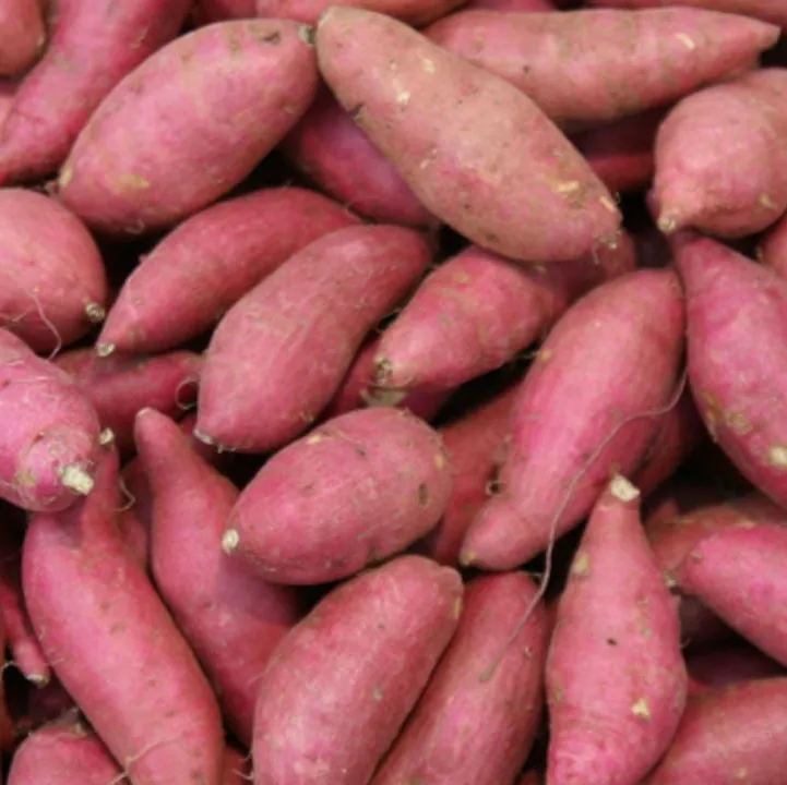 Стандартный тип Экспорта овощного свежего сладкого картофеля высокого класса