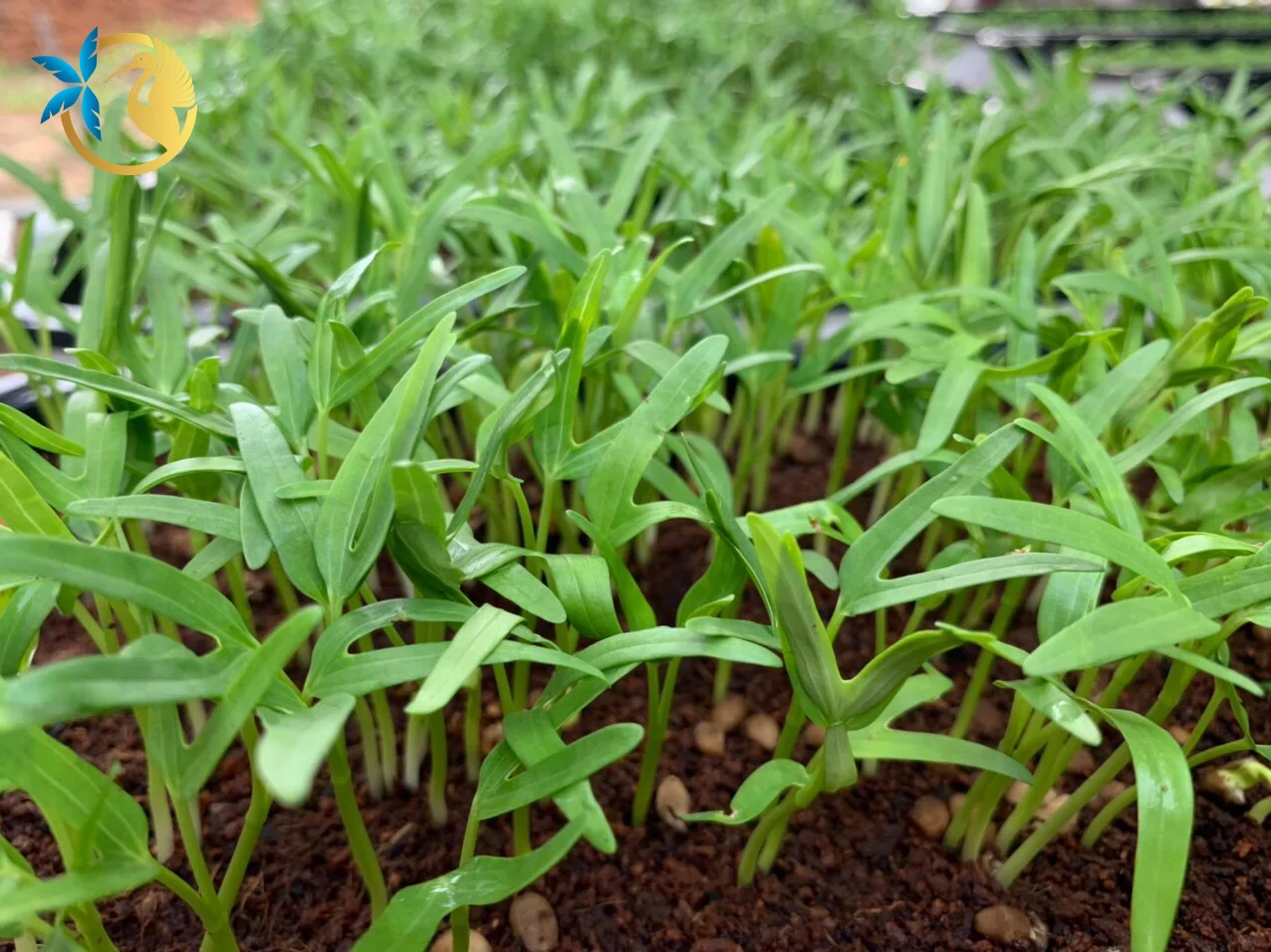 Hot sell Potting Soil Bagged Coco Peat for Incubating Plants Coconut Fiber Chip Husk Mix Pre-filled Bag Smart Solution for Plant