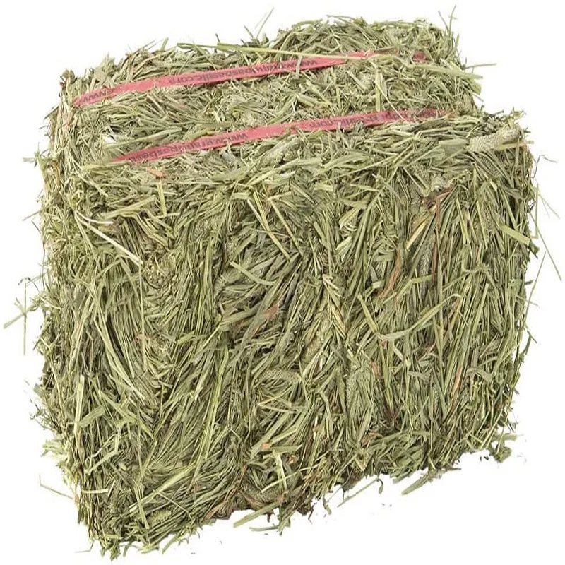  2021 Alfalfa Hay growers For sale Lucern hay Animal